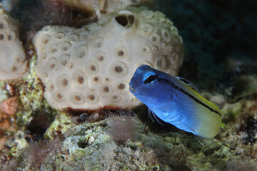 Red Sea mimic blenny (Ecsenius gravieri). Underwaterworlld coral reef near Makadi Bay, Egypt