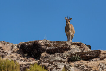 Ethiopian Klipspringer - Oreotragus saltatrixoides, rare shy antelope endemic in Ethiopean mountains, Bale mountains, Ethiopia.