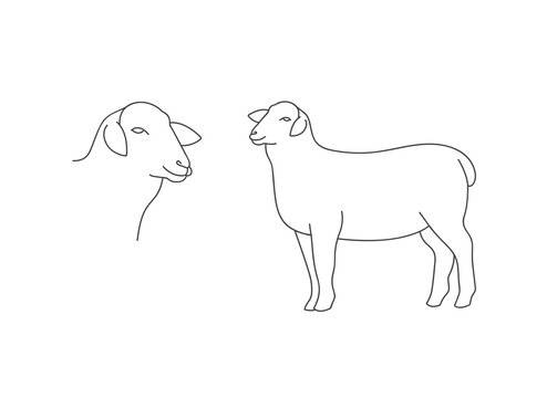 Vector linear illustration farm animal - sheep isolated in white background.
