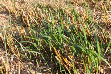 beautiful young green wheat