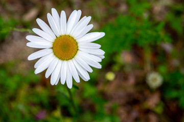 Fototapeta premium Single flower of wild chamomile exempted against a natural background