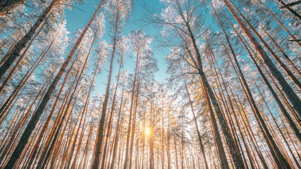 Sunset Sunrise Sun Sunshine In Sunny Winter Snowy Coniferous Forest. Sunlight Through Woods In Winter Forest Landscape. © Great Brut Here
