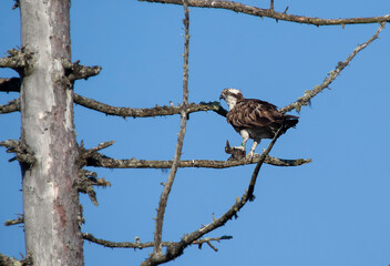 An Osprey (Pandion haliaetus) with a fish in the Cairngorms National Park, Scotland, UK