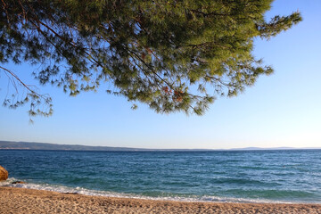 Pine tree on a beautiful beach near Split, Croatia.