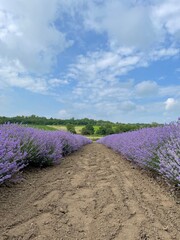 lavender field region