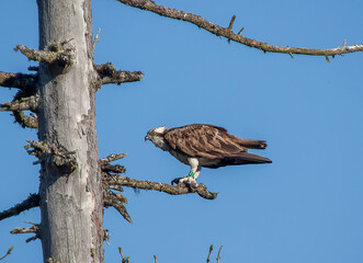 An Osprey (Pandion haliaetus) with a fish in the Cairngorms National Park, Scotland, UK