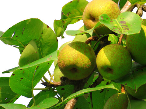 Asian pears on white background. pear fruits.