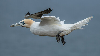 A close up of a northern gannet, Morus bassanus, in flight with a natural out of focus blue background. It is a side profile image