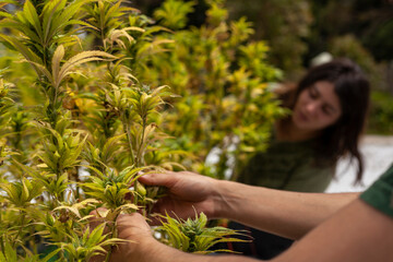 Pruning of fungal-diseased cannabis plants