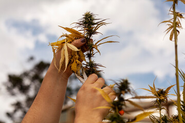 Pruning of fungal-diseased cannabis plants