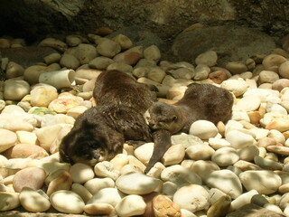 otters