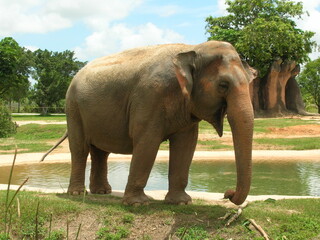 asian elephant
