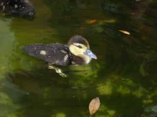 duck in the water