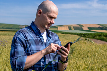 Farmer or agronomist standing in the wheat field holding a smartphone and a wheat straw, assessing the yield. Agricultural worker estimating the quality of the crop.