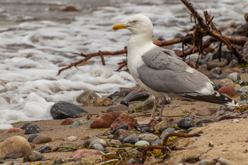 Möwe am Strand mit Steine