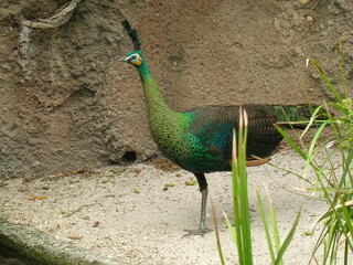 peacock