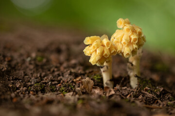 Fichtenspargel
