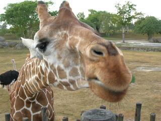 giraffe closeup
