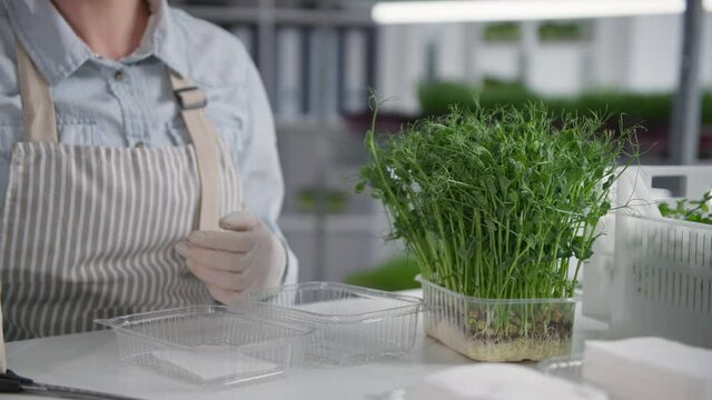 micro green sale, young woman cuts off young micra green sprouts with scissors and puts them in a container for sale and delivery, close-up