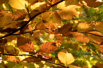 Hintergrund aus leuchtendem Herbstlaub