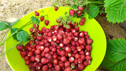 The strawberries are collected in a green bowl. Harvesting strawberries in summer in July.