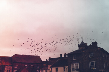 Beautiful picture of birds herd against a mesmerizing pink sunset over the vintage buildings

