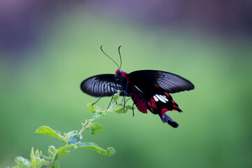 Papilio polytes also known as the Common mormon feeding on the flower plant in the public park in India.
