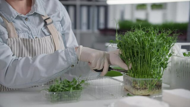 small business, young female farmer cuts sprouts of young micra green with scissors and puts in a container for sale and delivery, close-up