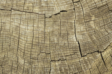 Fototapeta premium Close-up of old, gray, weathered southern oak wood with annual rings. Cross cut of a tree trunk. Texture, background. The surface is covered with deep old cracks.