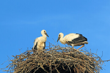 storks in their nest