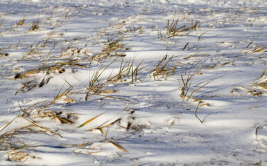 snow and ice covered grass