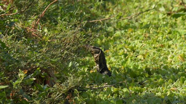 Varanus salvator or water moniter living in the pond he finding food breakfast meal. 