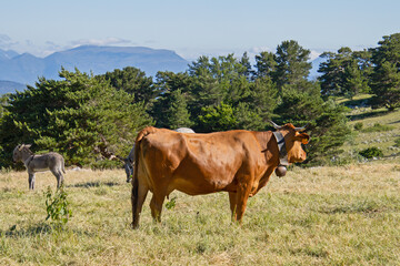 Fototapeta na wymiar vache sur le mont Ventoux
