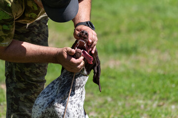 A male hunter reaches into the mouth of a purebred hunting dog with his hands, unclenching its jaws...