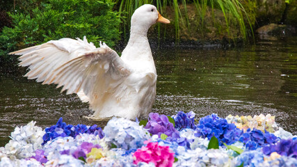 紫陽花の池　アヒル