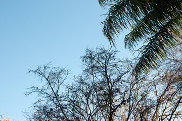 Follaje sobre cielo azul