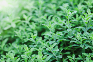 Natural green leaves plants using as spring background cover page environment ecology or greenery wallpaper.Nature of green leaf in garden at summer