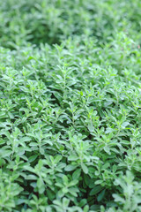 Fototapeta premium Natural green leaves plants using as spring background cover page environment ecology or greenery wallpaper.Nature of green leaf in garden at summer