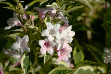 The blossoming weigela branch with light flowers and young fresh motley leaves.
