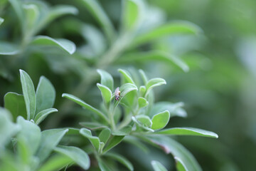 Natural green leaves plants using as spring background cover page environment ecology or greenery wallpaper.Nature of green leaf in garden at summer