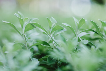 Natural green leaves plants using as spring background cover page environment ecology or greenery wallpaper.Nature of green leaf in garden at summer