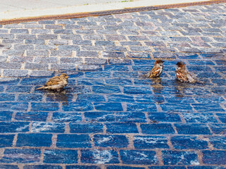 sparrows swim in a large transparent puddle in the city