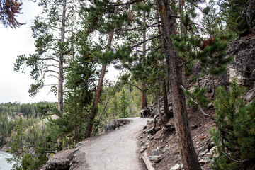 Fototapeta na wymiar Hiking path through the forest in Yellowstone National park