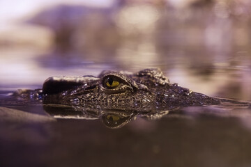 Siamese crocodile looks out of the water. The predator is tracking down prey. A suspicious look....