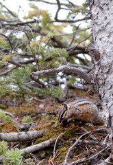 Chipmunk in the woods 