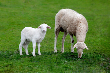 Mother sheep and little lamb grazing