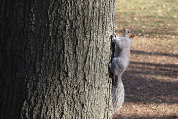 Obraz premium Grauhörnchen / Eastern gray squirrel / Sciurus carolinensis