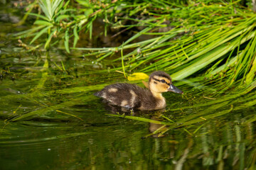 Entenküken im Wasser