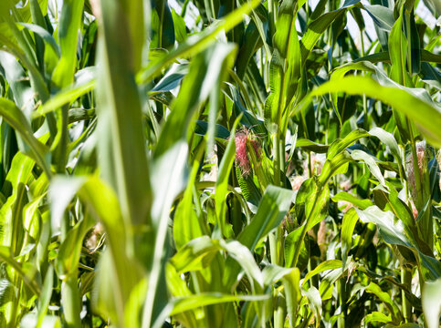 natural non-GMO corn field