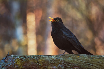 blackbird on a tree branch